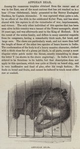 Afghan Bear by English School